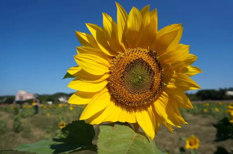 【新北市+蘆竹鄉】輕鬆自在花海祭 VS 人擠人的夢幻耶誕城--踢小米遊記