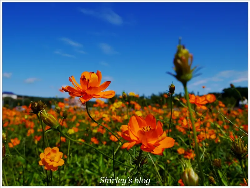 桃園‧蘆竹幸福花海祭