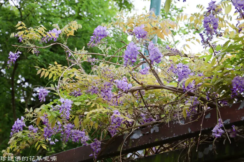 【桃園-龍潭區】龍潭觀光大池散步賞花｜紫藤、流蘇、苦楝