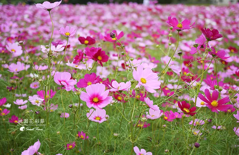 【遊記．龍潭】龍潭觀光大池 - 上林自行車道 | 桃園花彩節 ღ桃園景點．親子旅遊ღ