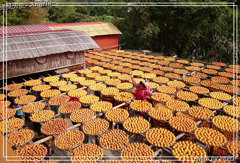 ▪ 新埔~ 柿子紅了 - 味衛佳柿餅觀光農場