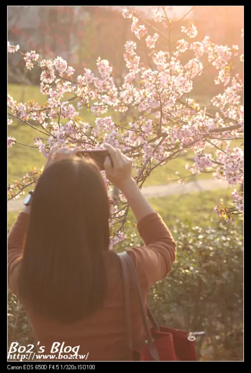 
南投.鹿谷-石馬公園河津櫻盛開(小半天入口處)(20140124花況)
