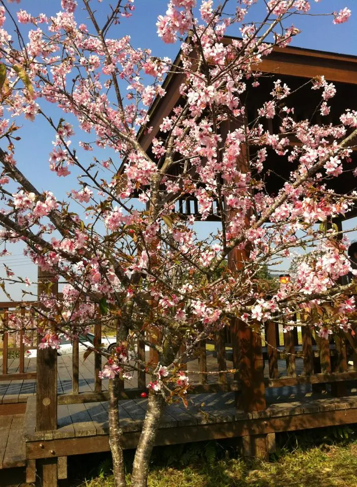 【鹿谷~櫻花】最新!!過年何處去？？賞櫻不必人擠人!! 跟著時尚小鵝優雅賞櫻趣~沉浸在夢幻粉紅櫻木花道