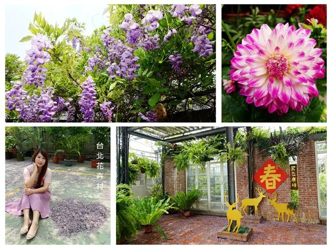 台北賞花景點 ▶ 台北花卉村 ▶ 免費賞紫藤花及各種花卉 都市裡的紫色浪漫 IG打卡 #交通資訊 #最新花況 #台北紫藤花