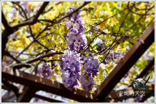 [台北花卉村] 浪漫紫藤花滿開  單車逍遙行也快意