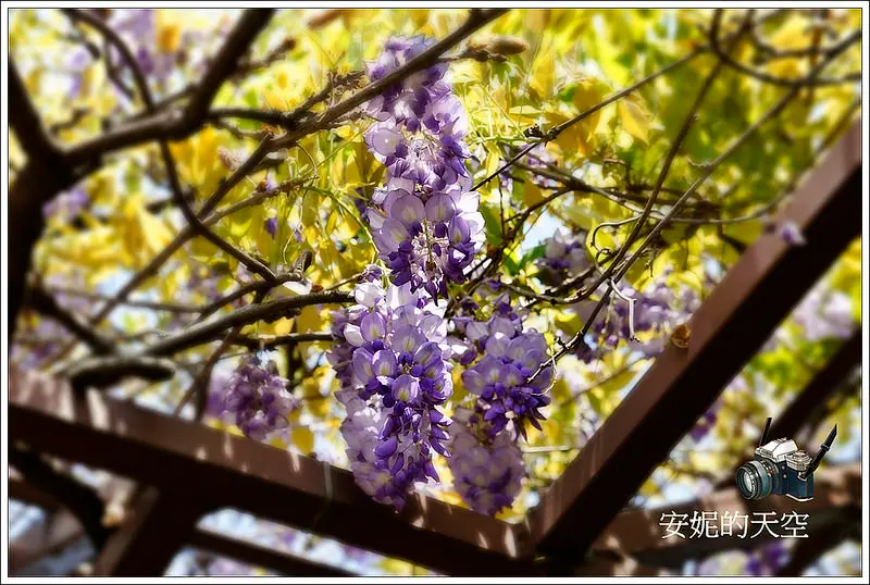 [台北花卉村] 浪漫紫藤花滿開  單車逍遙行也快意