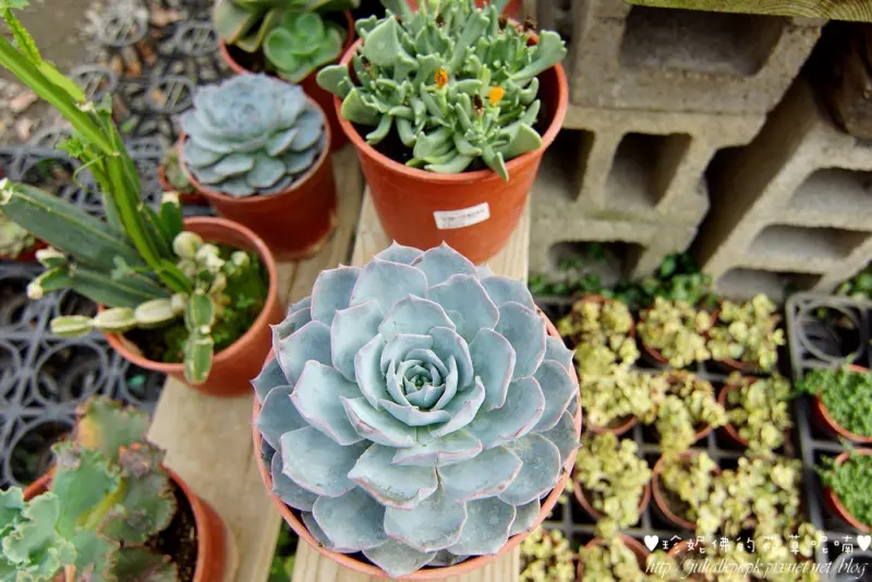 【台北-士林區】台北花卉村，園內花卉植栽繁多空氣中瀰漫著馨香氣味，闔家同遊免門票入園景點