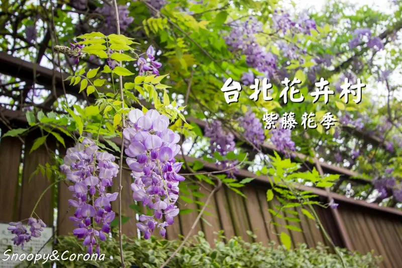 台北賞花景點／台北花卉村紫藤花季～免門票賞紫藤花，享受城市花園芬多精
