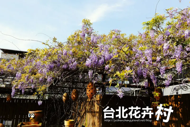 【遊║台北】台北花卉村～不用衝嘉義瑞里，台北就有超夢幻紫藤花！