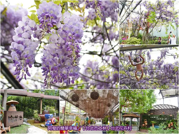 ﹝台北市士林遊記﹞台北花卉村　★免費入場!!都市裡的紫色夢幻花卉小鄉村（2017/04/15紫藤花況）　／免費賞花景點／紫藤花花海／親子景點