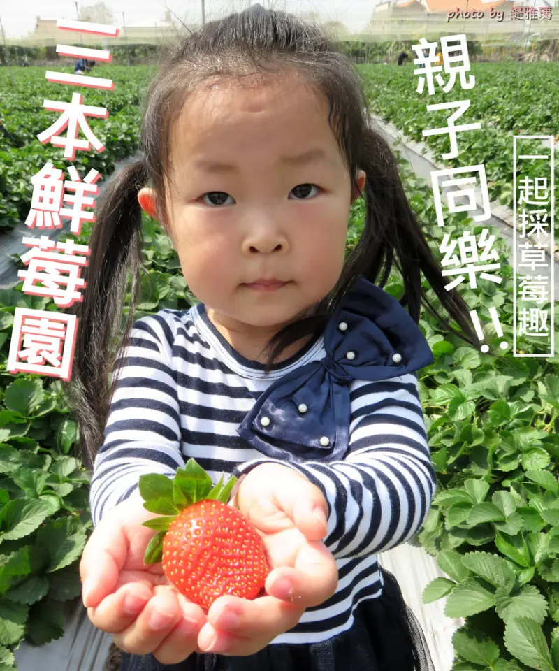 【高雄.阿蓮區】三本鮮莓園。季節限定：親子同樂趣，採草莓囉！！