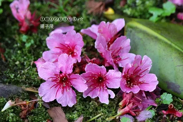 泡在烏來美人湯溫泉會館&吃在壯壯甕仔雞&賞花趣新店櫻花公園半日遊～