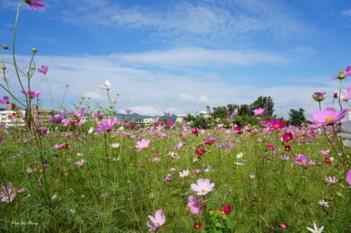 【新北】樹林區 佳園路 柑園波斯菊花海