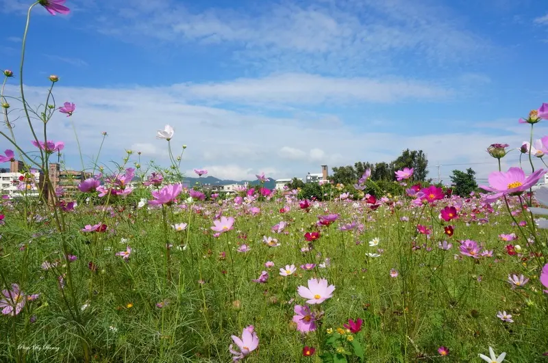 【新北】樹林區 佳園路 柑園波斯菊花海