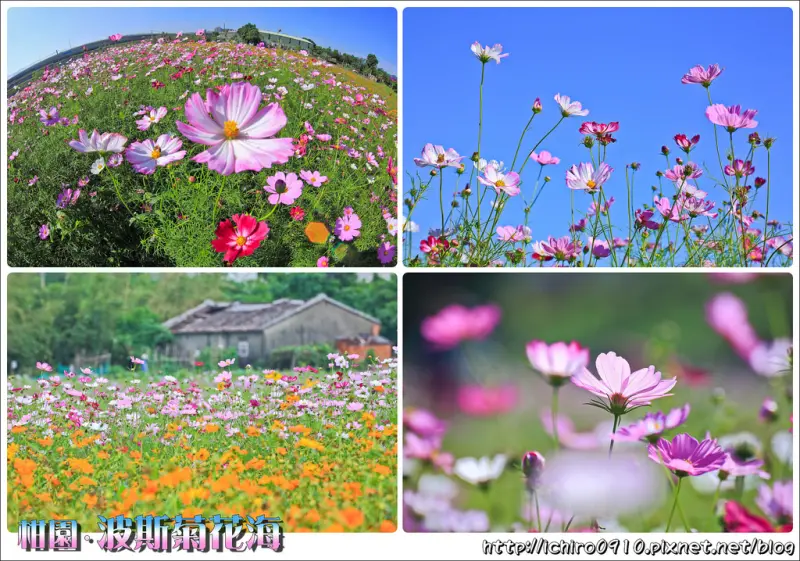 [賞花]【新北市樹林區】2016樹林柑園波斯菊花海。私房秘境賞美景