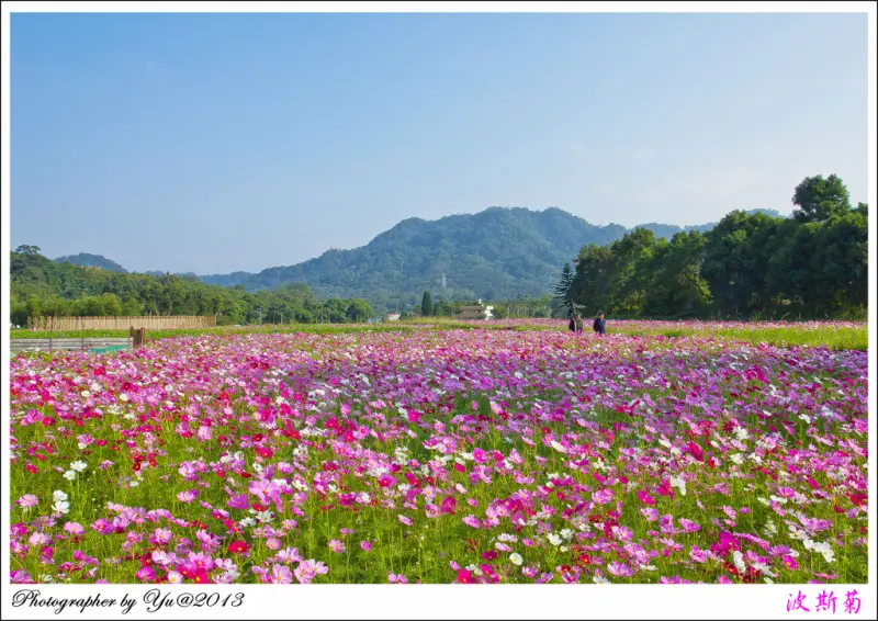 [賞花]【桃園縣大溪鎮】台灣好行慈湖線。波斯菊花海綻放之美