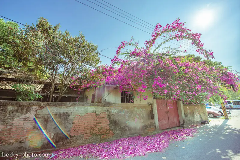 【台中】。回味老房子上滿開的九重葛～Becky推薦的攝影小秘境 │刑務所巷弄間