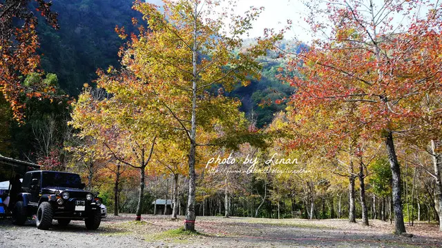 新竹。尖石。美樹營地，不出國就能在歐洲鄉村的楓林小徑漫步。上集。