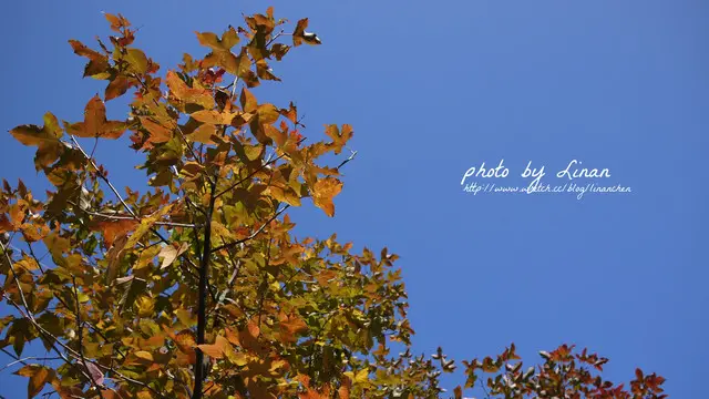 新竹。尖石。美樹營地，不出國就能在歐洲鄉村的楓林小徑漫步。下集。