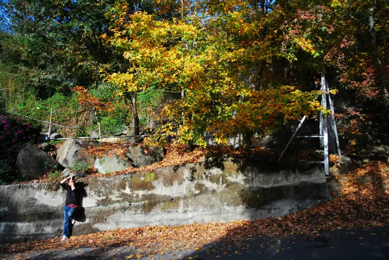 楓紅時刻 * 新竹秀巒 . 控溪吊橋 ( 軍艦岩 ) 楓葉秘境