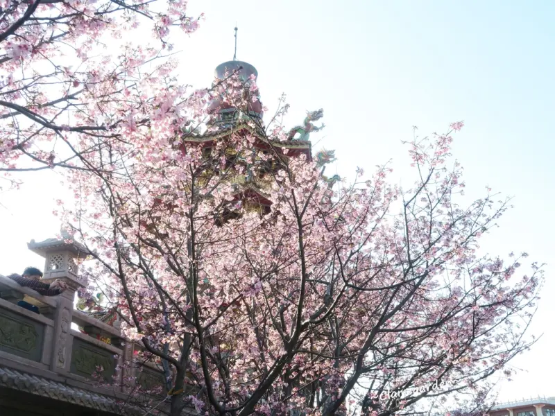 新北 林口 竹林山觀音寺~古色古香中式庭園&粉嫩櫻花