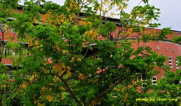 【林口 / 賞花】崇林國中 - 黃金雨..大鄧伯花廊。竹林山觀音寺 - 祈福兼賞花 