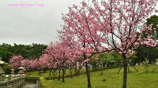 【林口 / 賞櫻】竹林山觀音寺。祈福 & 漫遊粉櫻步道散散心～