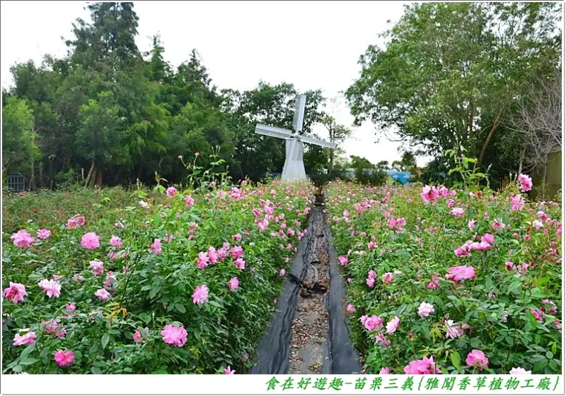 綠意園區．戲沙池．餐飲服務還有販賣部跟親子DIY體驗．免費參觀的假日休閒好去處！苗栗三義-雅聞香草植物工廠