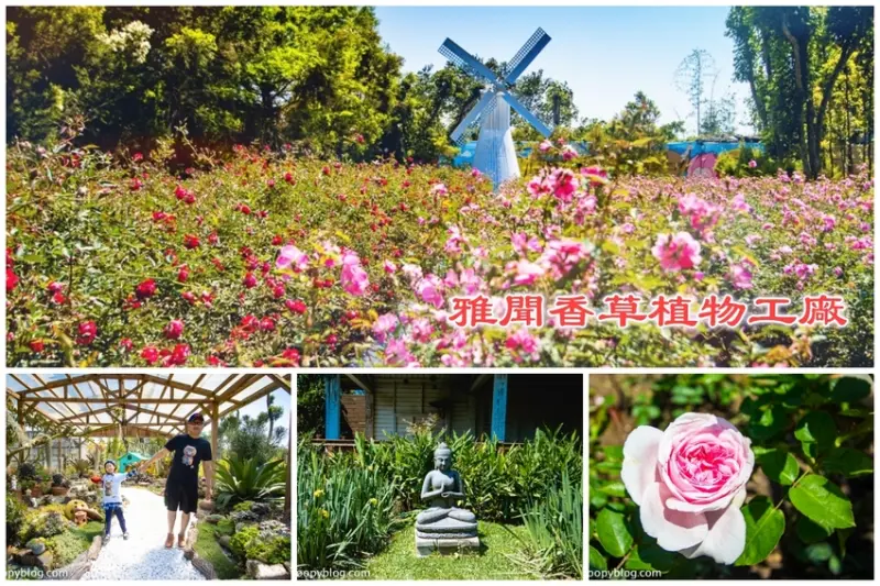 雅聞香草植物工廠｜苗栗三義景點～白色荷蘭風車玫瑰園、兒童戲沙池，免費好拍還能遛小孩