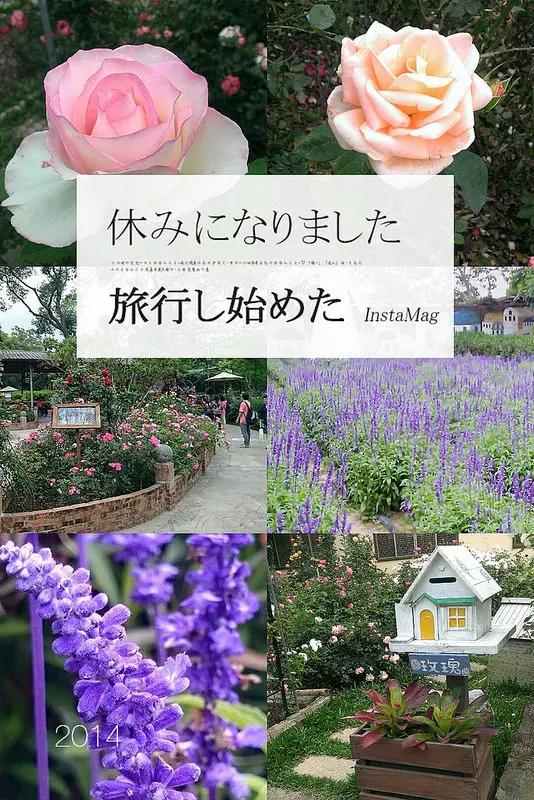 //苗栗景點//雅聞香草植物工廠。紫戀薰衣草的浪漫，百花齊放的美