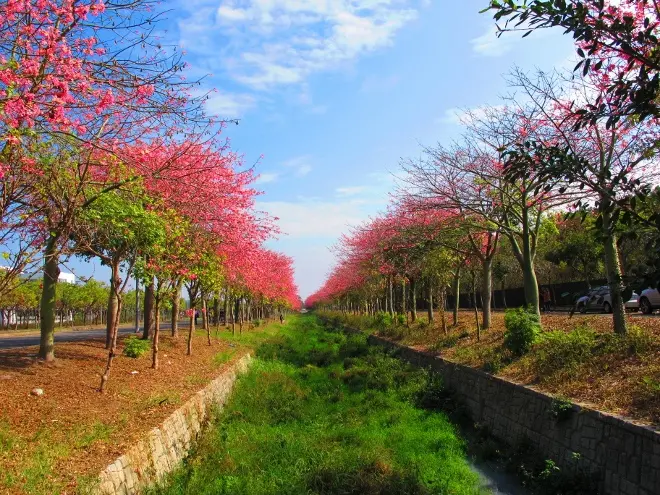 ◆【雲林虎尾新亮點】粉紅浪漫美人樹大道，親子一起去賞花吧！