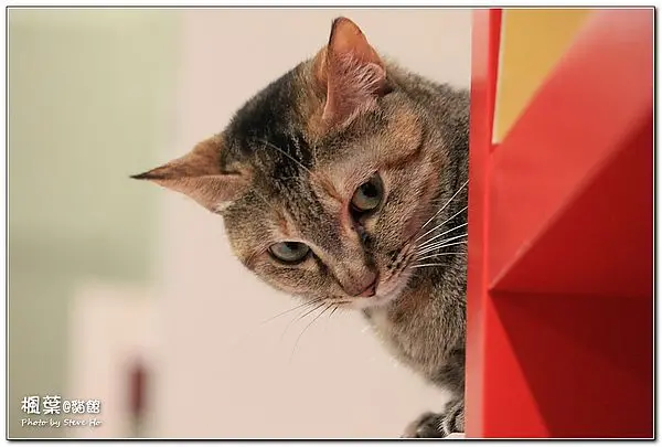 [台北] 貓館 (貓書房) - 生活中有貓是一件最美好的事