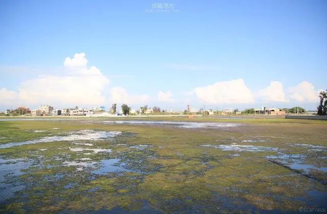 雲林。口湖。一年一會的驚喜 / 成龍溼地