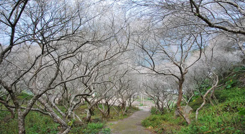 寧靜時分 * 南投仁愛 . 互助國小 ( 梅花祕境 )