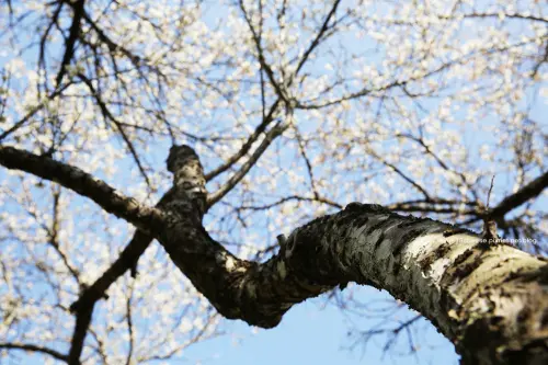 2014私房餐廳旁&互助國小&西柏賞梅 - 每年從1/1開始就可以來互助國小賞梅囉