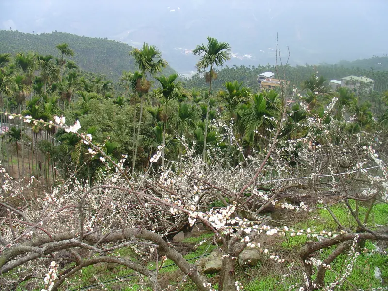 【南投】冬季限定!有如雪國仙境的美景 踏雪尋梅風櫃斗2014花況 