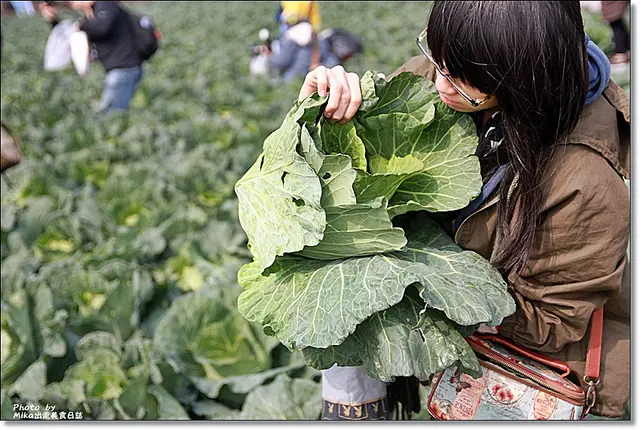 『雲林土庫』高麗菜鮮體驗、千人辦桌與泡菜DIY、虎尾糖廠