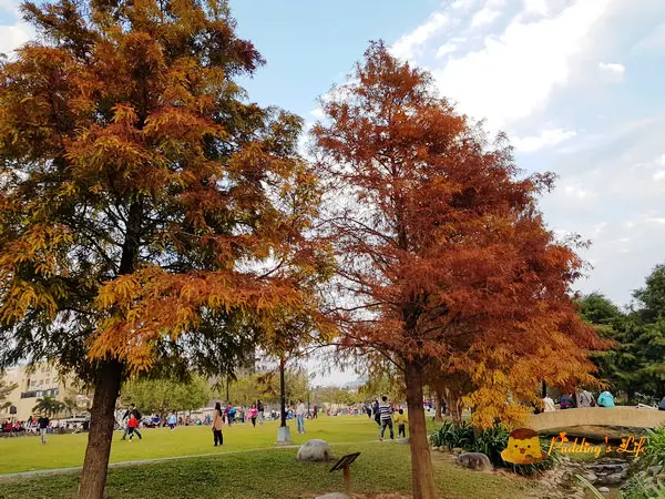 【台中旅遊】大坑-落羽松下的親子野餐綠地《新都生態公園》另類版水中央看魚去
