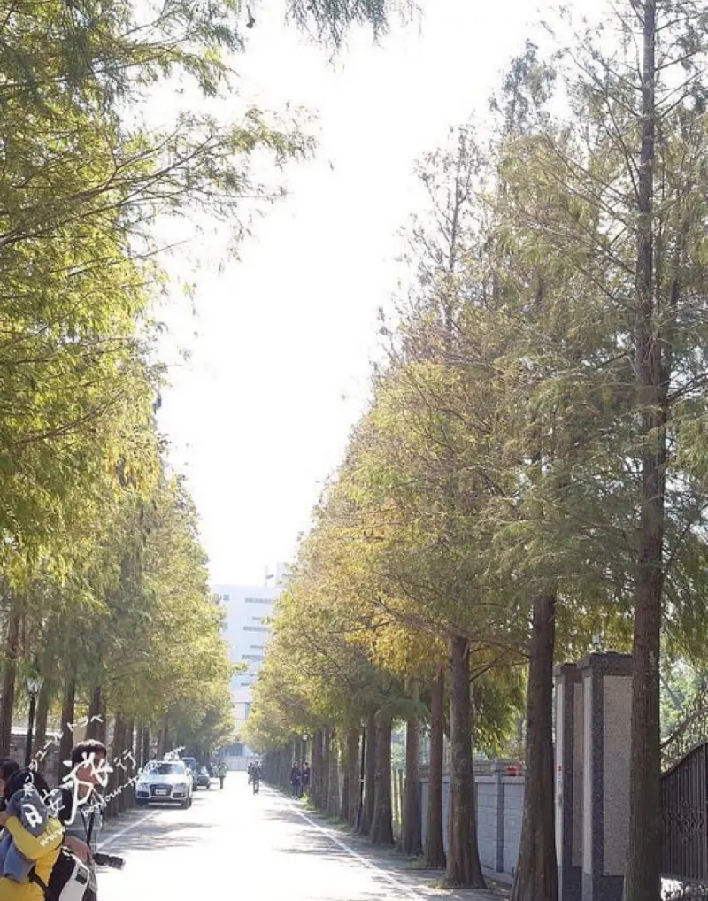 彷彿置身歐洲鄉間的秋日愜意～落羽松大道