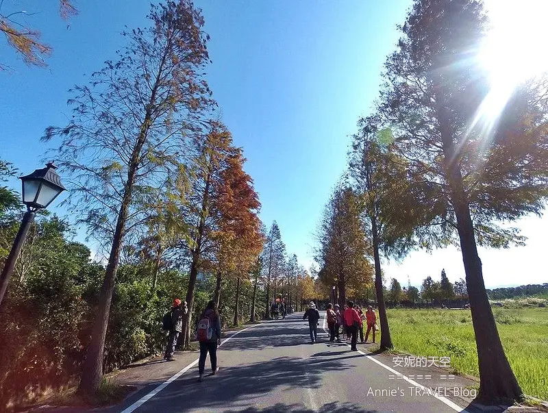 [桃園大溪 石園路]邂逅屬於冬季的落羽松  