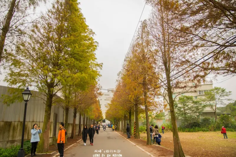 Taoyuan｜桃園‧大溪｜石園路落羽松大道，桃園三大落羽松景點之一