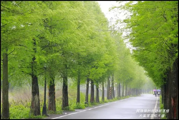 桃園大溪，綠意盎然的落羽松大道