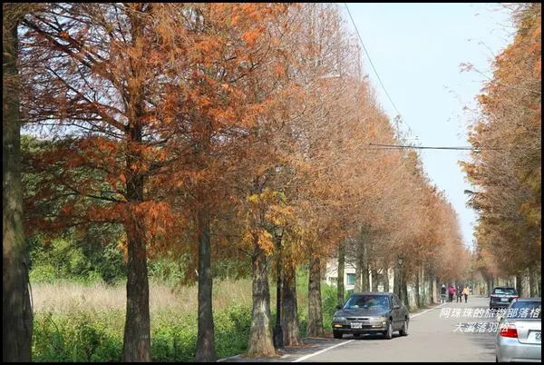 桃園。季節限定的美景大溪落羽松大道