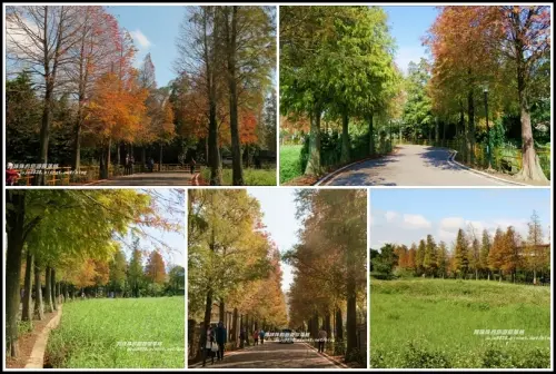 桃園。冬季限定大溪落羽松路繽紛登場