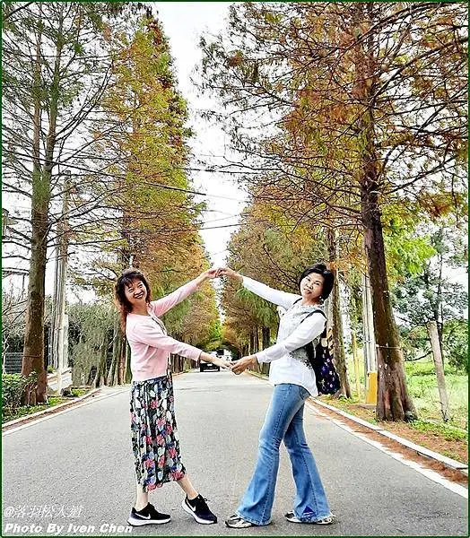 《桃園大溪區落羽松大道》假日追逐落羽松的日子/北台灣落羽松秘境/浪漫唯美北國之秋意境落羽松/大溪石園路落羽松-『落羽松大道』