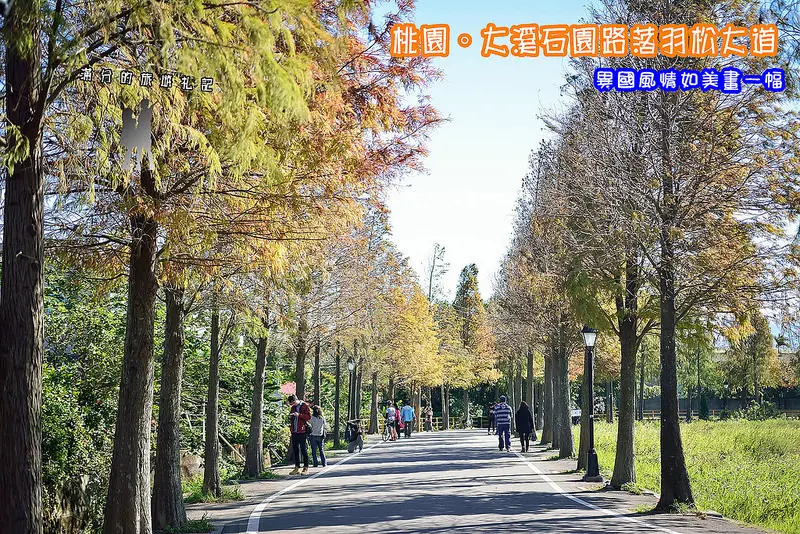 【桃園遊記】冬季限定。大溪石園路落羽松大道~異國風情如美畫一幅