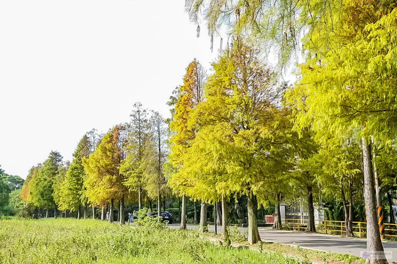 大溪落羽松大道/美食窩客 靜兒貪吃遊玩愛分享提供，未經許可，不得轉載。