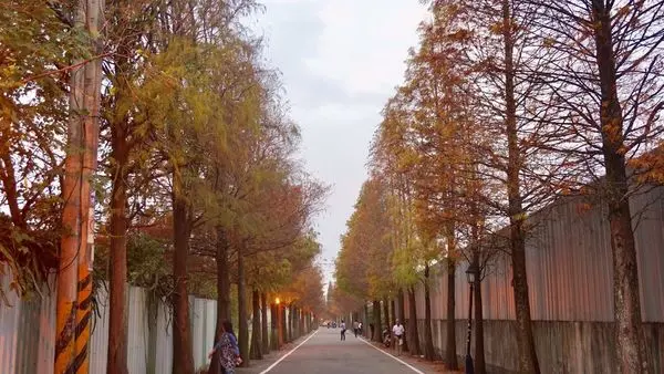 《桃園旅遊》冬季限定 大溪石園路 落羽松大道