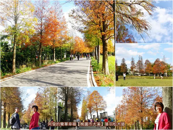 ﹝桃園市大溪遊記﹞落羽松大道　不必出國、不用跑偏遠山區，在平地就有交織如北國之秋的鄉村小路畫作般，綿延一公里的落羽松大道　／20191215最新樹況／季節限定免費美景／北台灣必訪落羽松景點