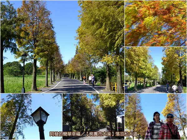 ﹝桃園市大溪遊記﹞落羽松大道　如北國秋之景，越來越火紅的落羽松大道（2016/12/10最新樹況）　／北台灣落羽松景點／桃園免費景點／大溪免費景點
